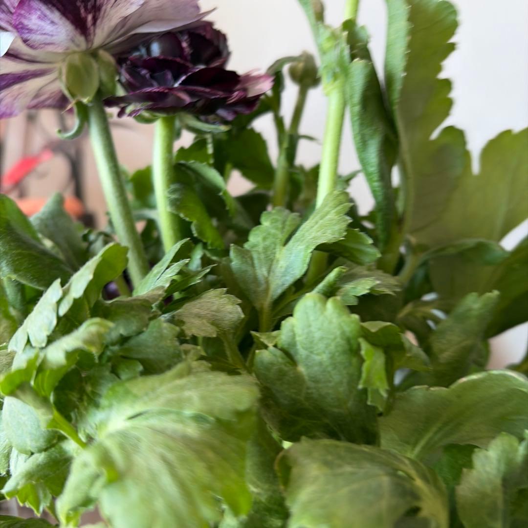 ラナンキュラス　イカロス　白多めパープル　４号ポット苗《2/11》