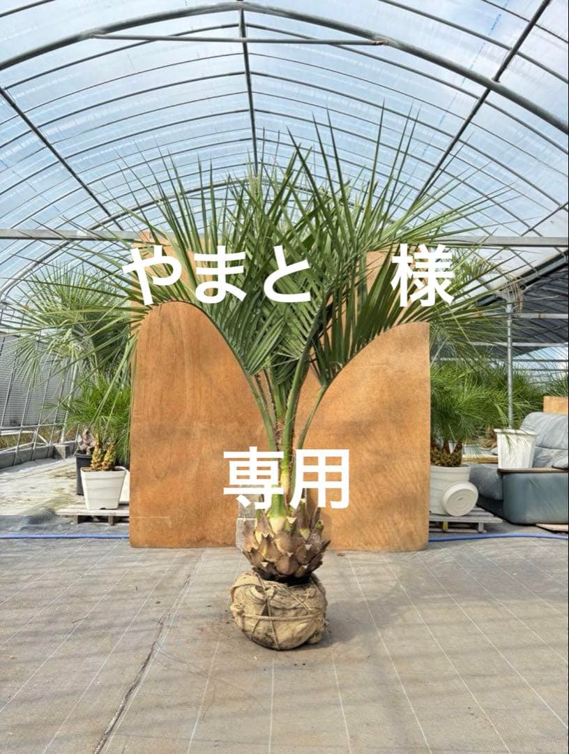 ココスヤシシルバーリーフ【極太】葉先170cm幹回り90cm 幹高40cm