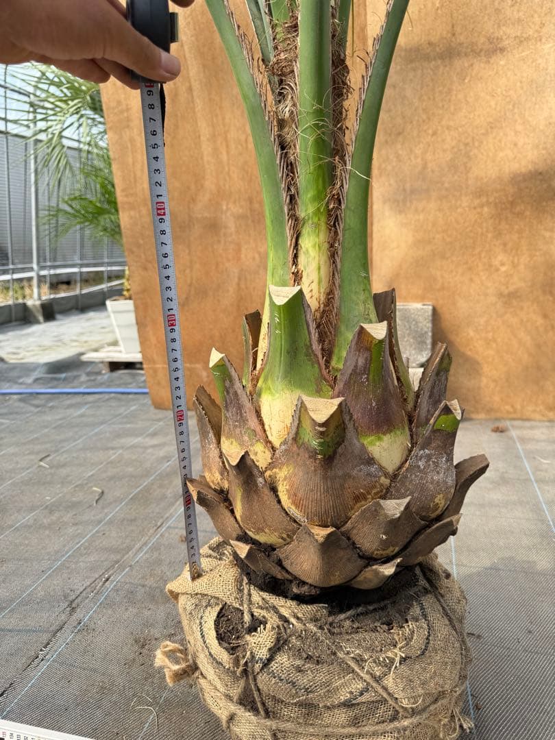 ココスヤシシルバーリーフ【極太】葉先170cm幹回り90cm 幹高40cm