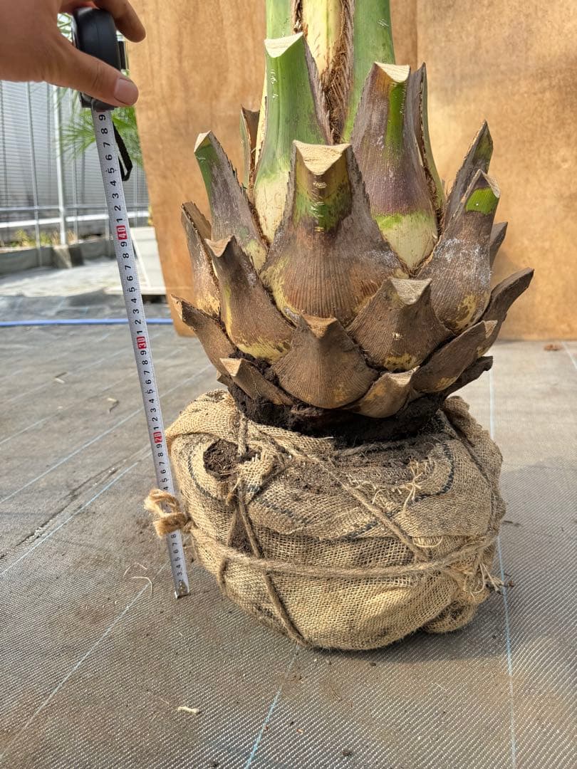 ココスヤシシルバーリーフ【極太】葉先170cm幹回り90cm 幹高40cm