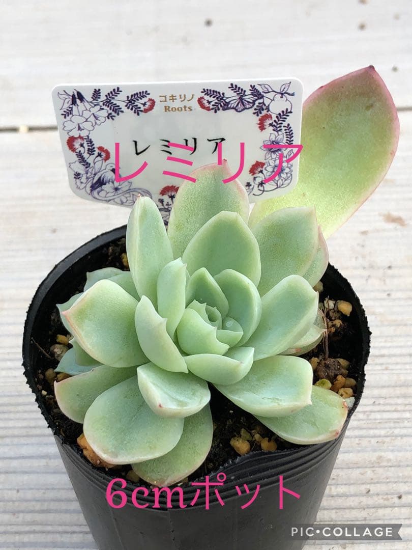多肉植物 レミリア♡抜き苗(コキリノさん苗)
