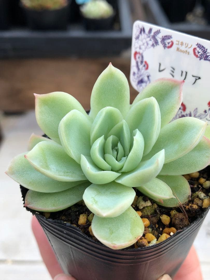 多肉植物 レミリア♡抜き苗(コキリノさん苗)