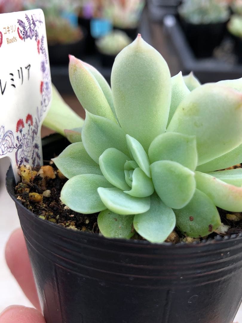 多肉植物 レミリア♡抜き苗(コキリノさん苗)
