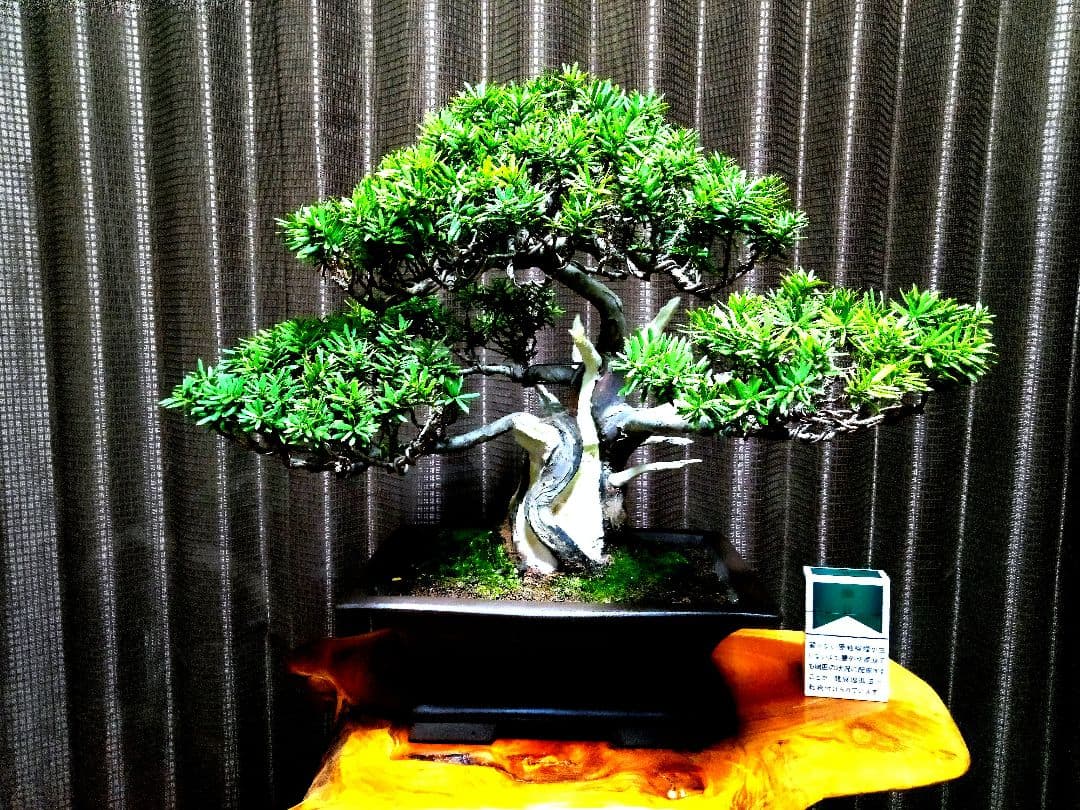 【貴風(30㎝)　一位盆栽】　　　⭕展示会仕様❗真柏…