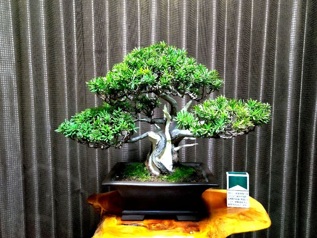 【貴風(30㎝)　一位盆栽】　　　⭕展示会仕様❗真柏…