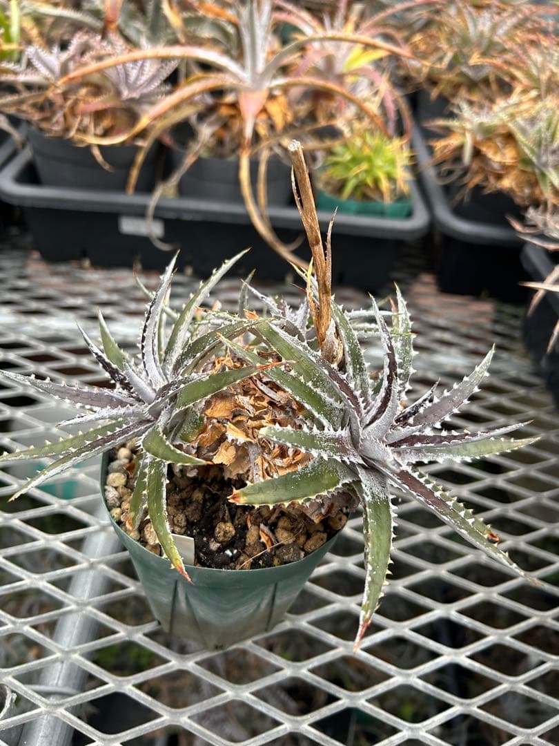 群生 DBディッキア Dyckia Bill Baker hyb #109