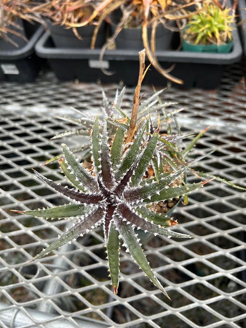 群生 DBディッキア Dyckia Bill Baker hyb #109