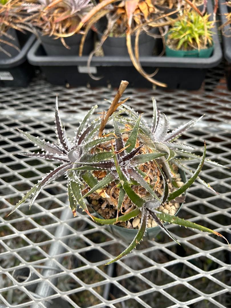 群生 DBディッキア Dyckia Bill Baker hyb #109