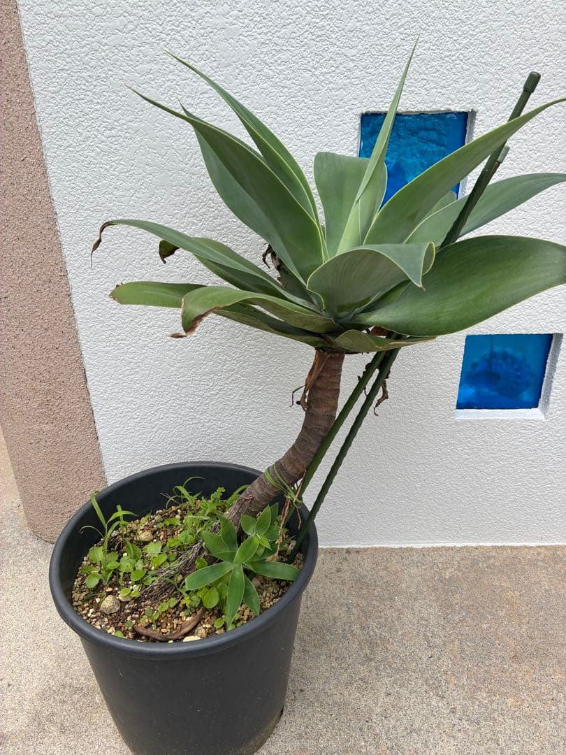 アガベ　アテナータ