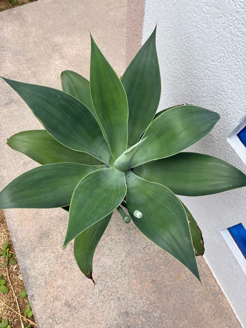 アガベ　アテナータ