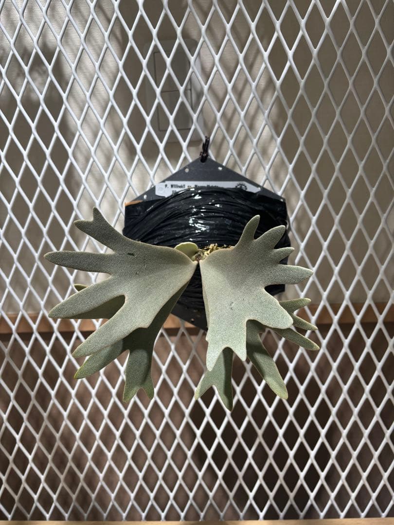 ビカクシダ P. WillInckll cv. Mogor Mutate