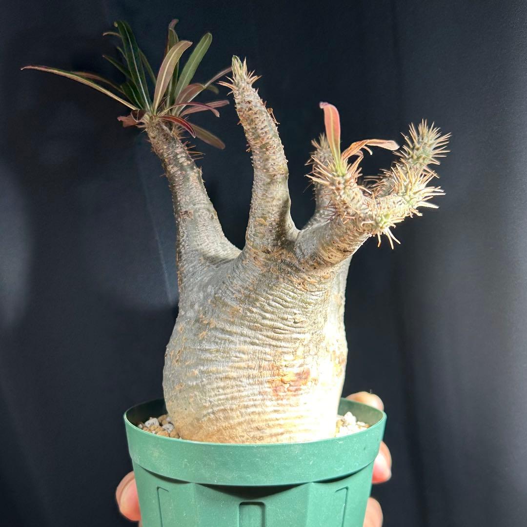 グラキリス現地球　良型　発根活着済み