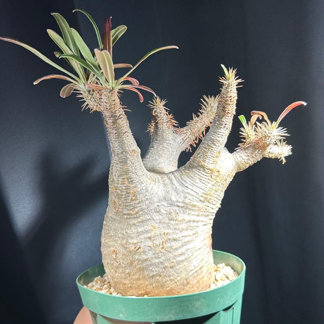 グラキリス現地球　良型　発根活着済み