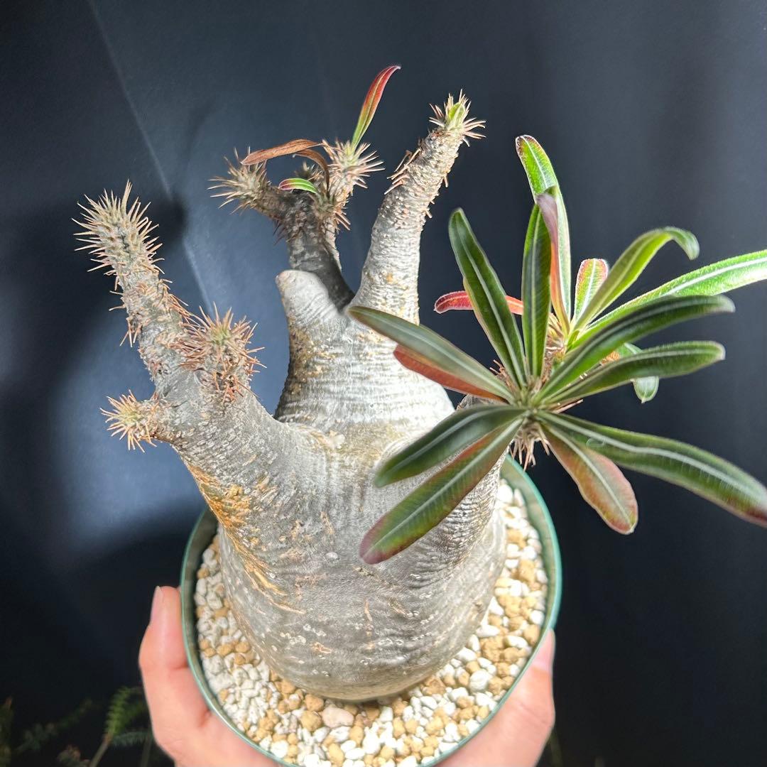 グラキリス現地球　良型　発根活着済み