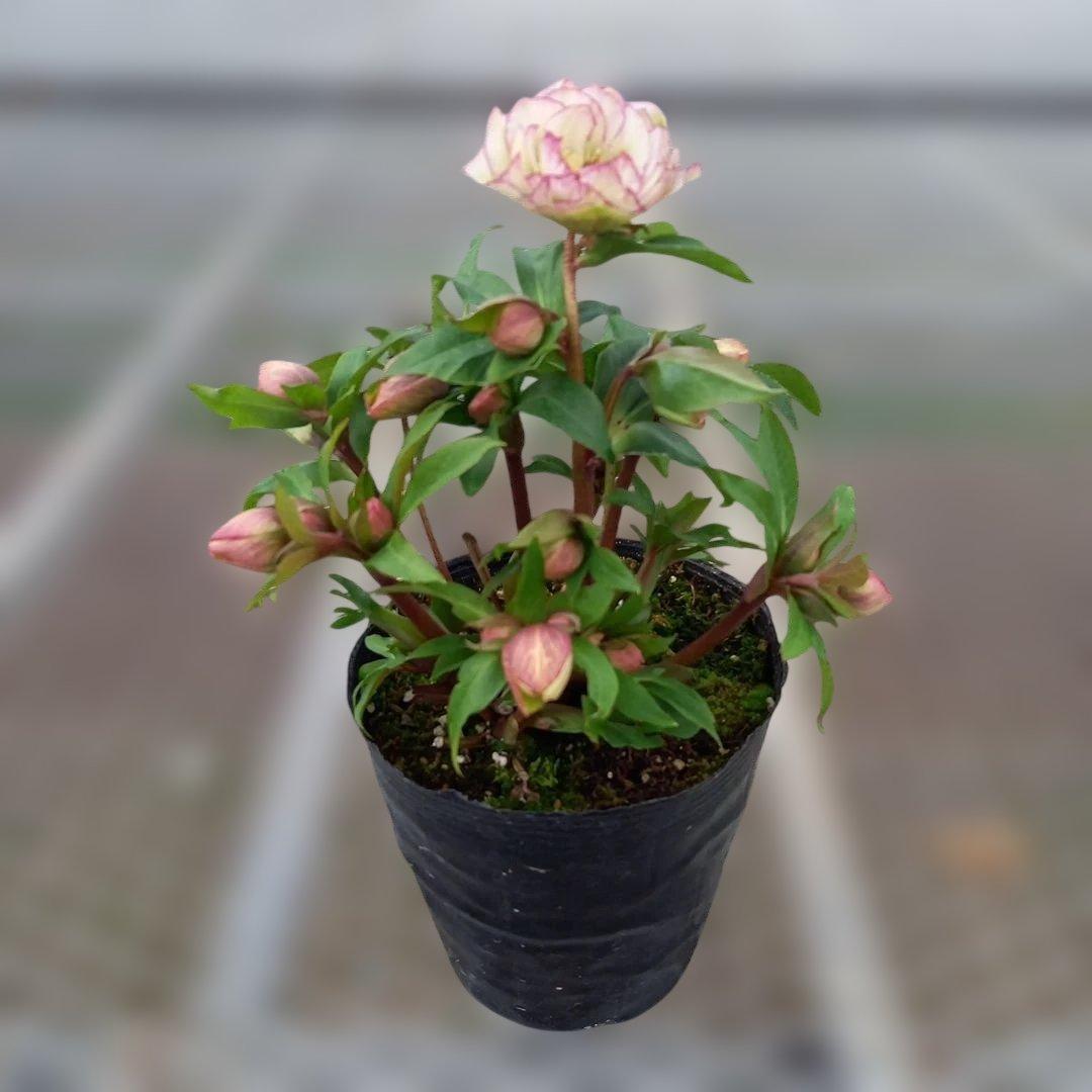 溢れるつぼみ！癒し系♪フリンジピコティ♪クリスマスローズ、大苗、開花株