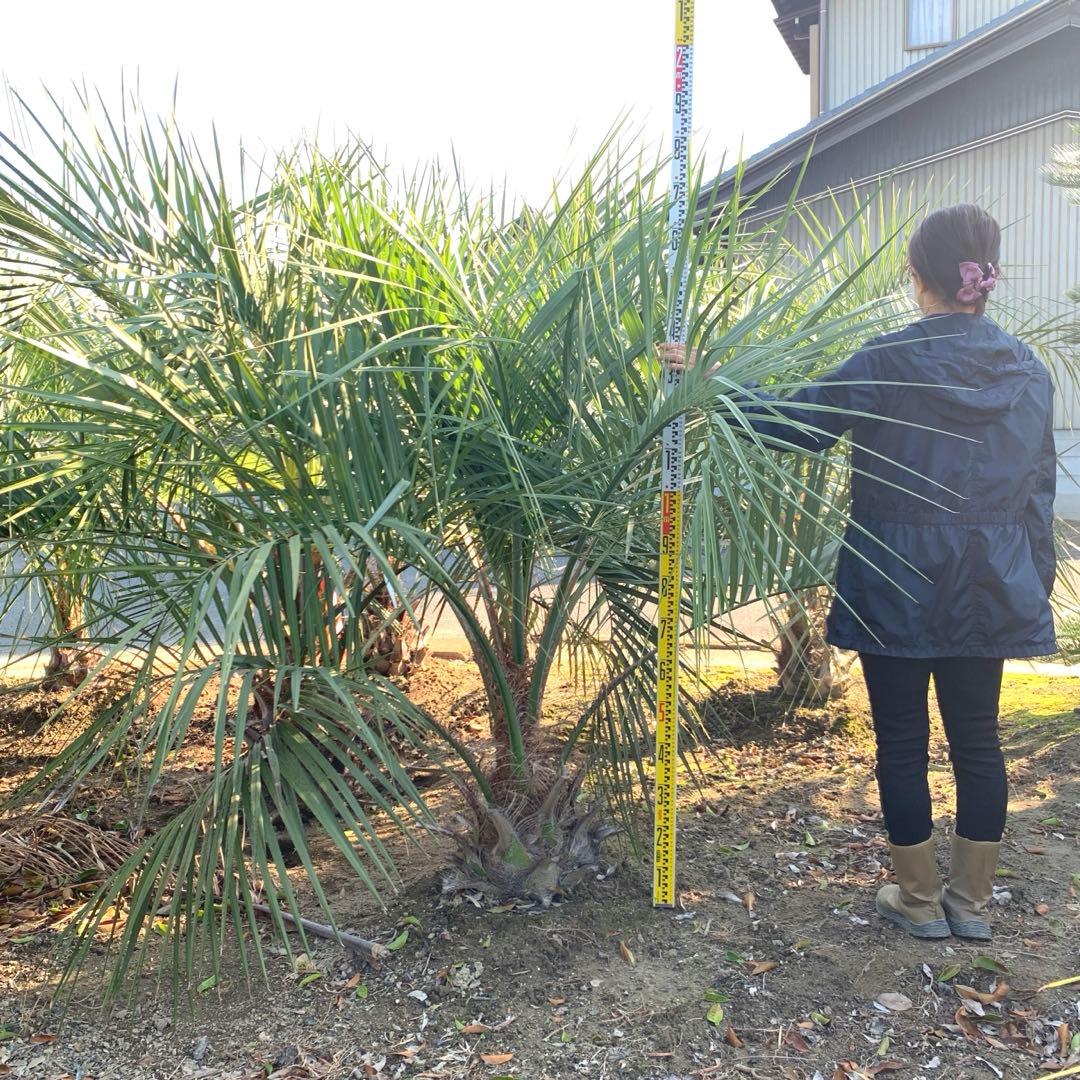 大株　ココスヤシ 約190cm 根巻 ヤシ【引取限定】68