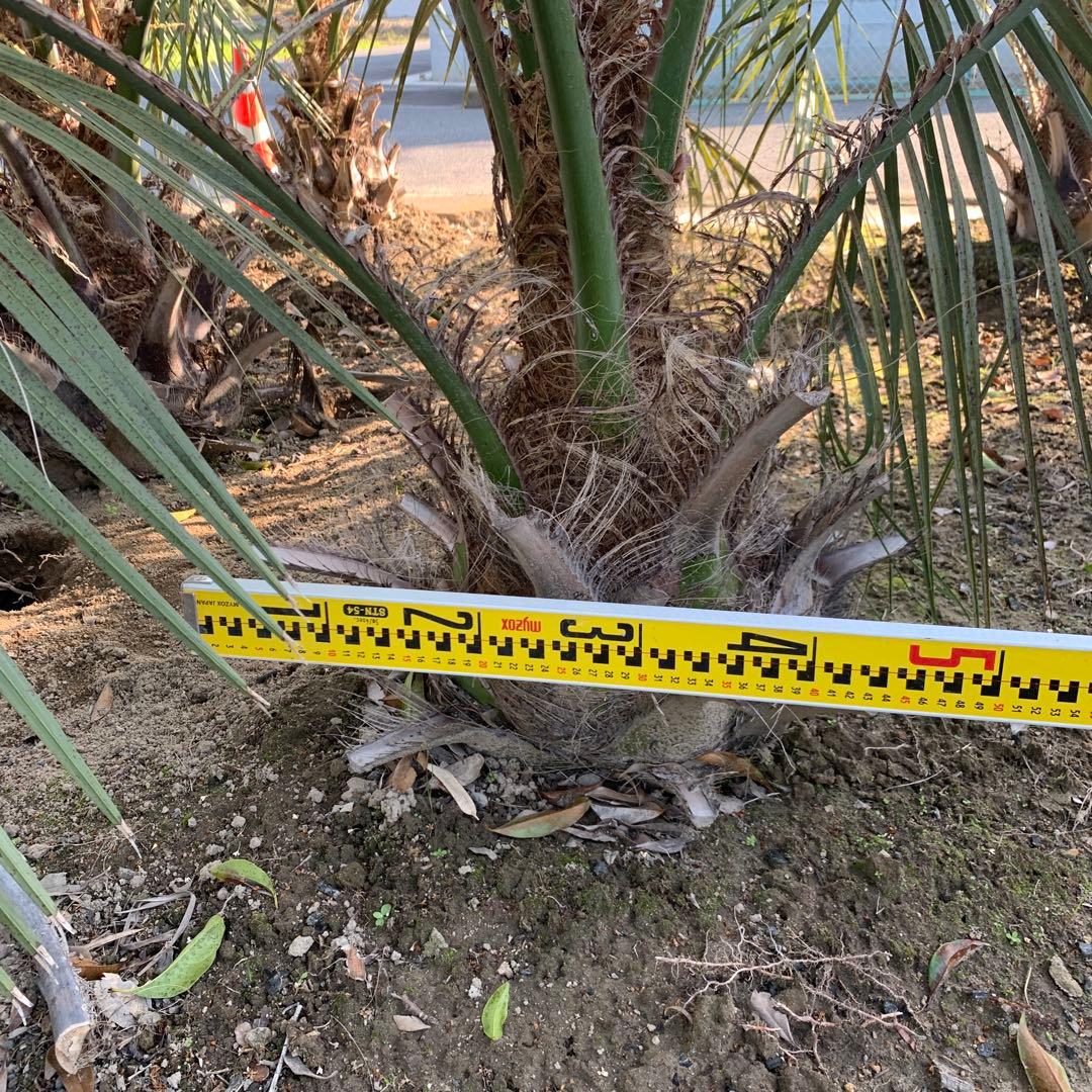 大株　ココスヤシ 約190cm 根巻 ヤシ【引取限定】68