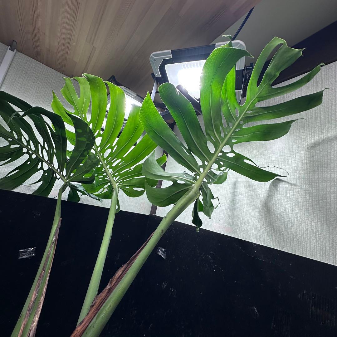 た*き様 モンステラデリシオーサマクロコズム超希少系統鉢植え