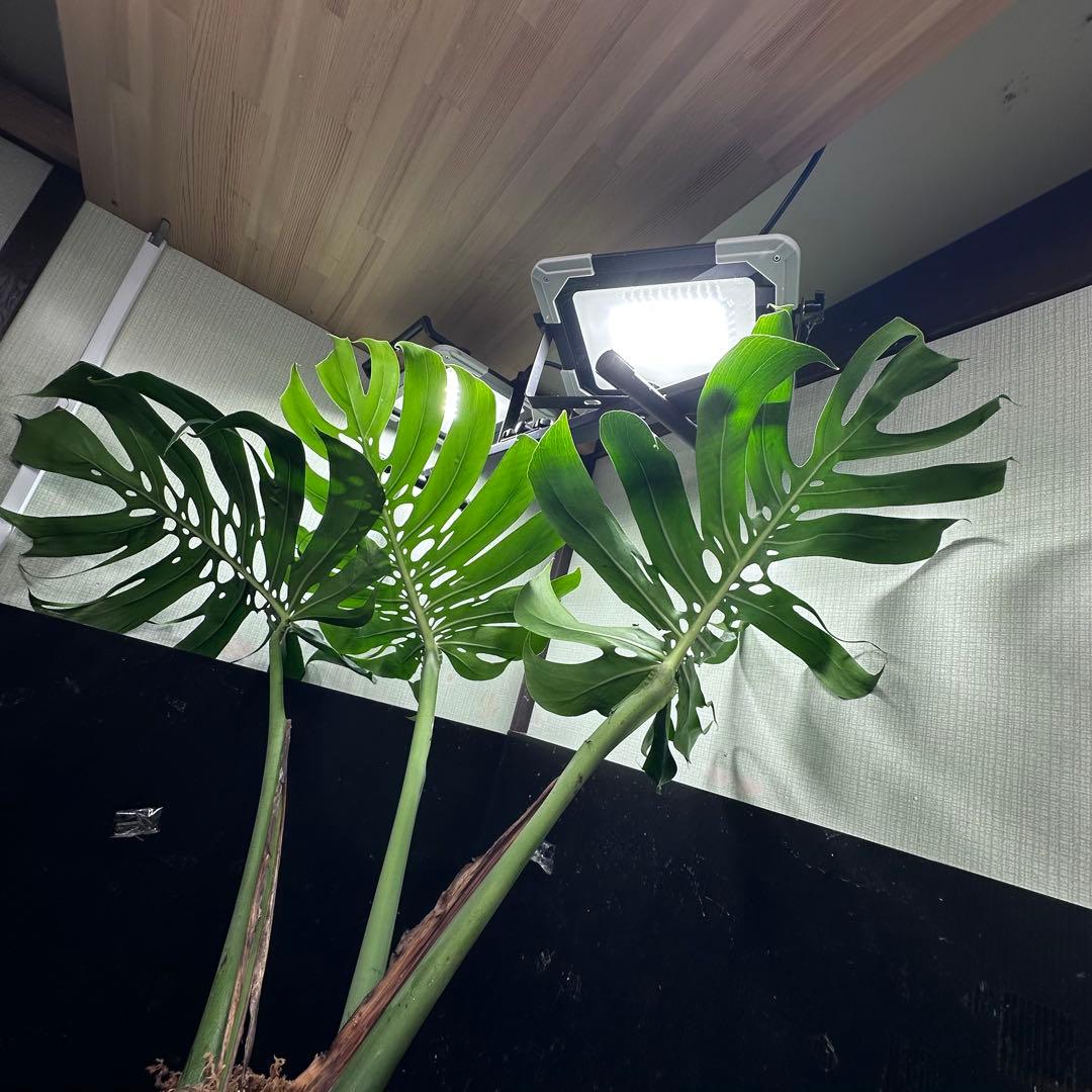 た*き様 モンステラデリシオーサマクロコズム超希少系統鉢植え
