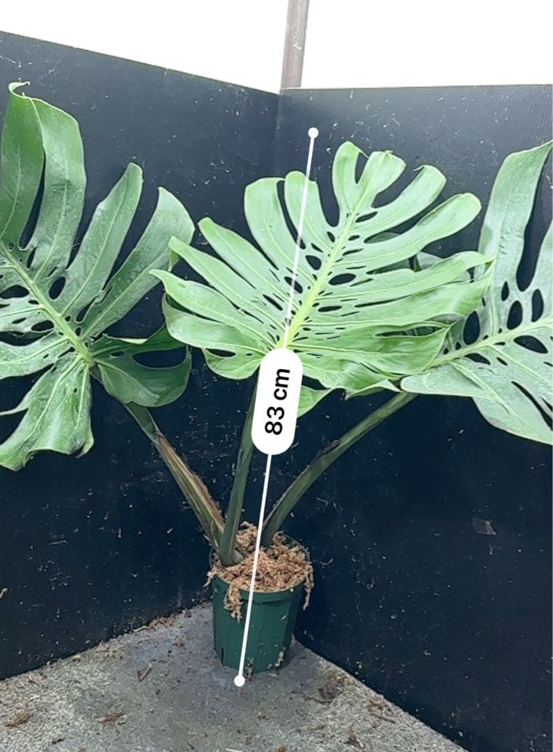 た*き様 モンステラデリシオーサマクロコズム超希少系統鉢植え