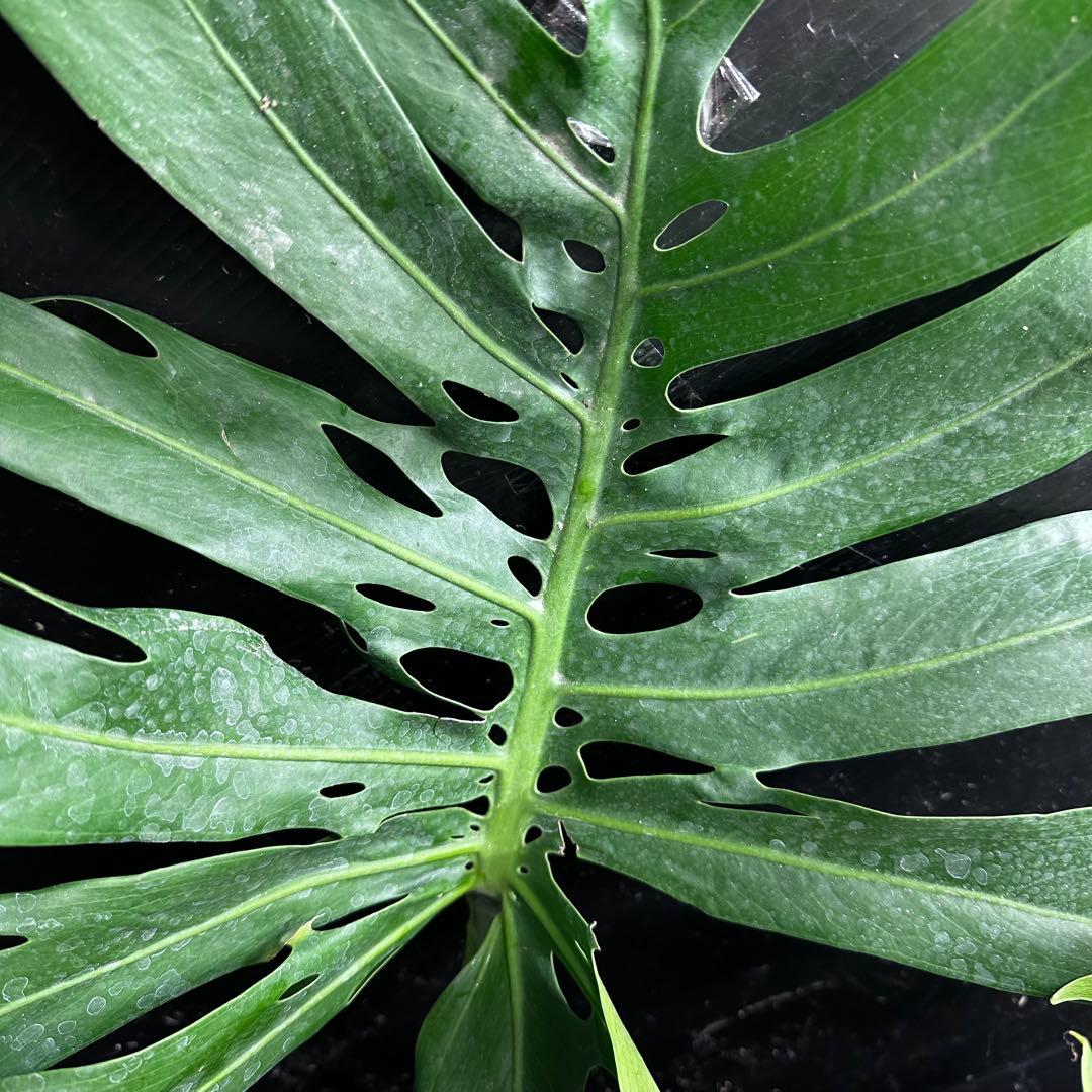 た*き様 モンステラデリシオーサマクロコズム超希少系統鉢植え