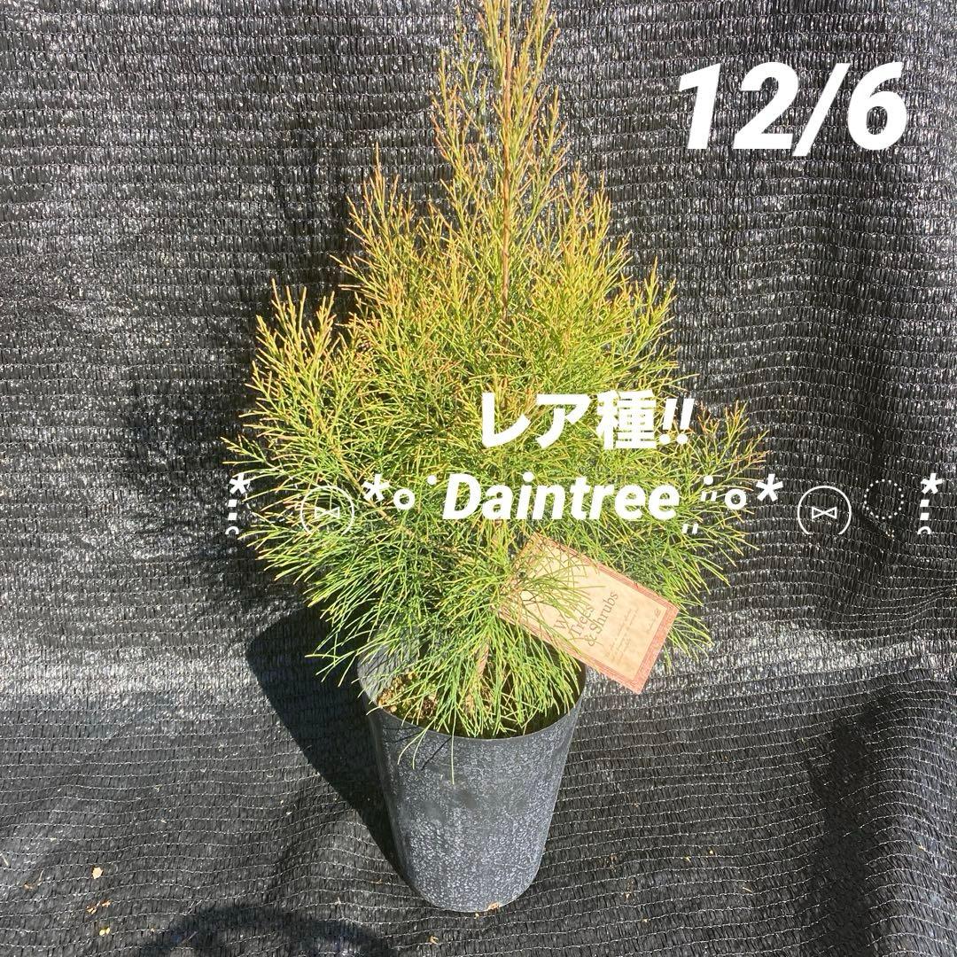 ②*ஐレア種！茶色い実もなる*ஐ【ディーンツリー・パインブラウンシュガー 】５号