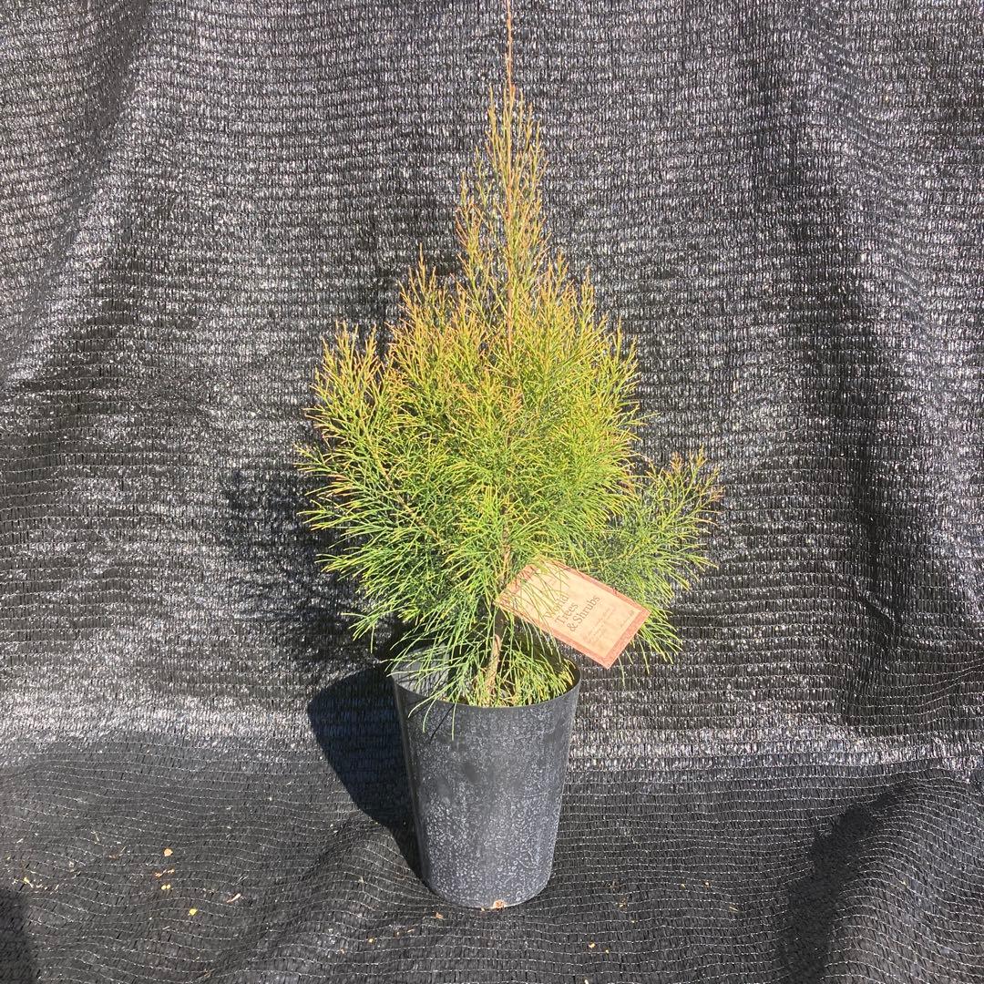 ②*ஐレア種！茶色い実もなる*ஐ【ディーンツリー・パインブラウンシュガー 】５号