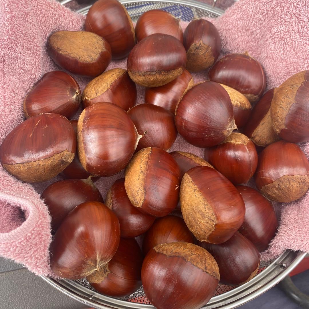 確認用　購入不可