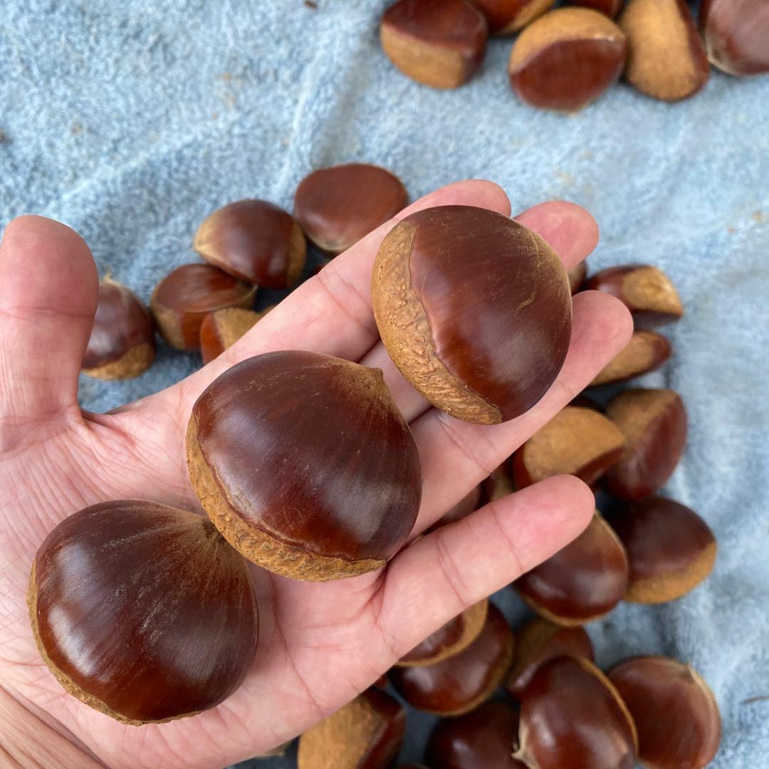 確認用　購入不可