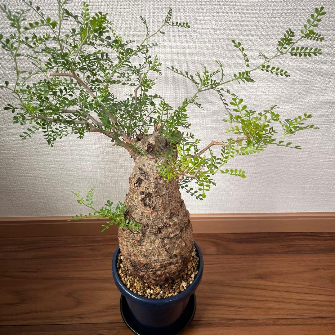 オペルクリカリア・パキプス