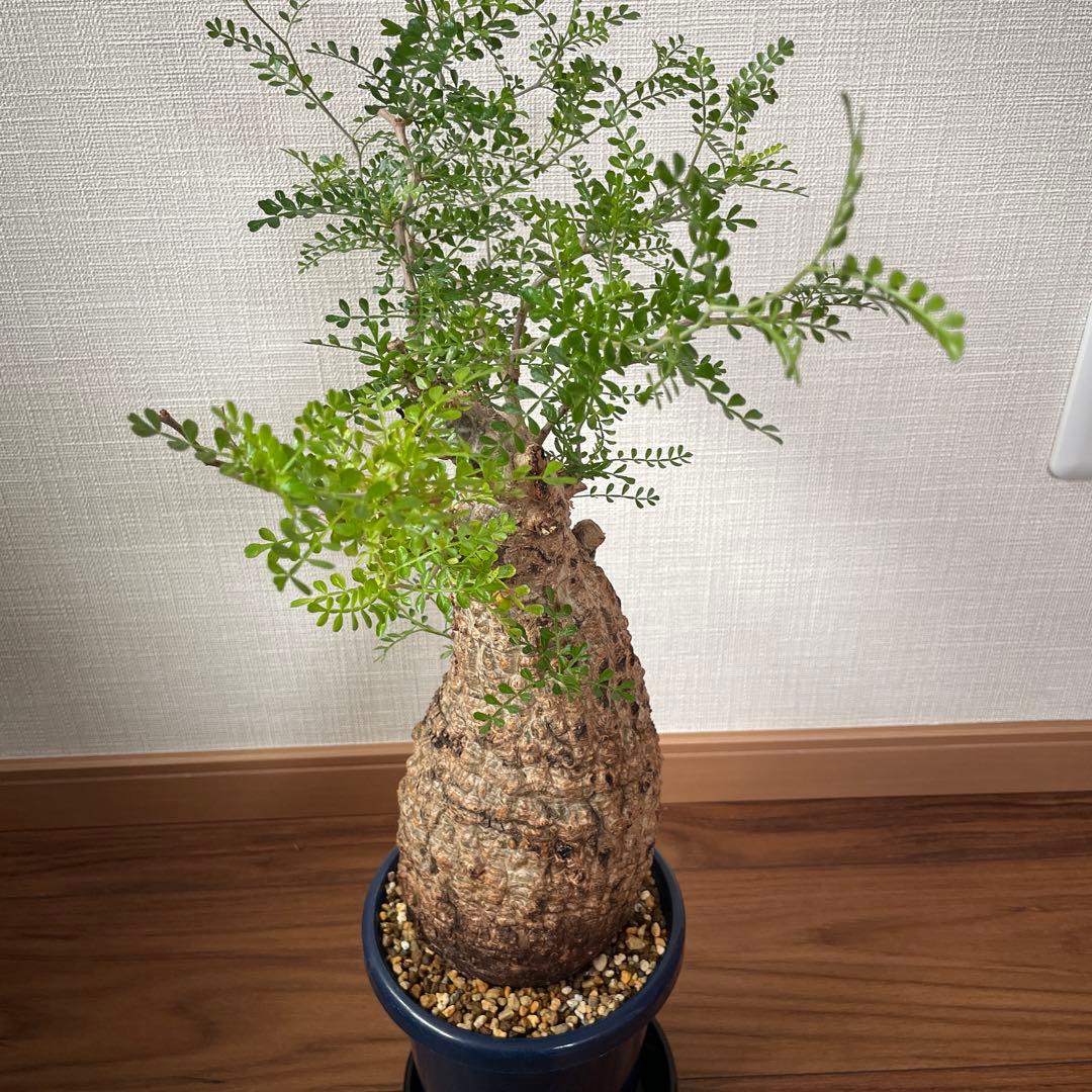 オペルクリカリア・パキプス