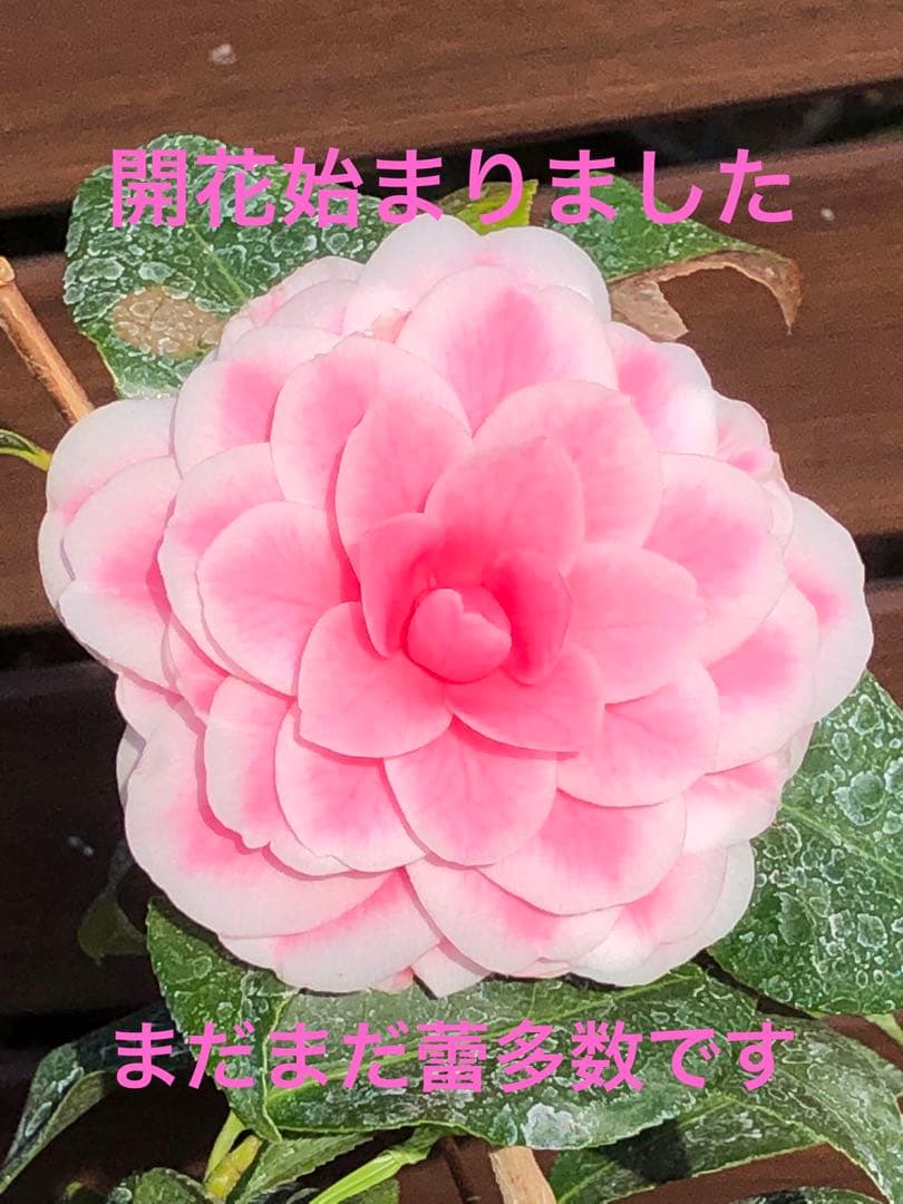 浦風　椿　接木苗　鉢底約100cm