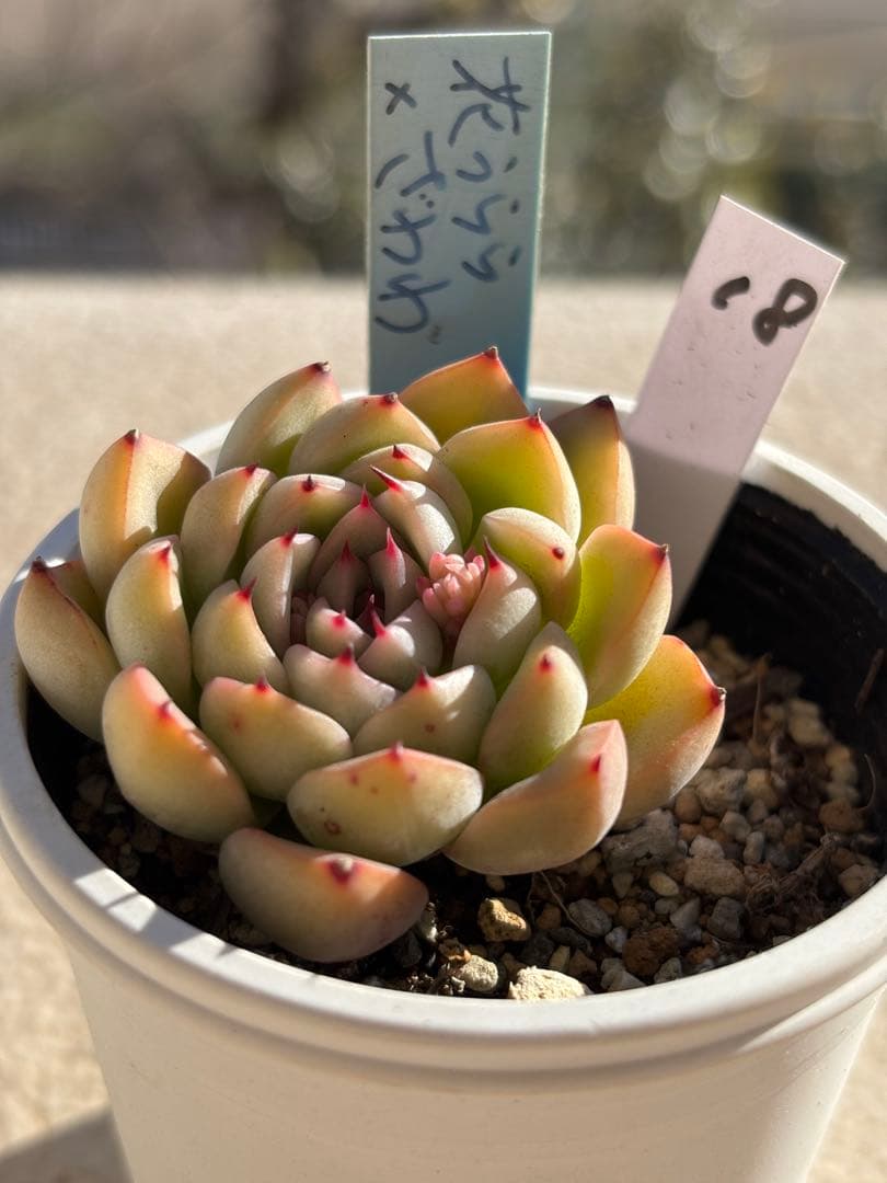 １８　多肉　花うらら×ざわわ　おらいさん苗　青札　検) ミックスベリア