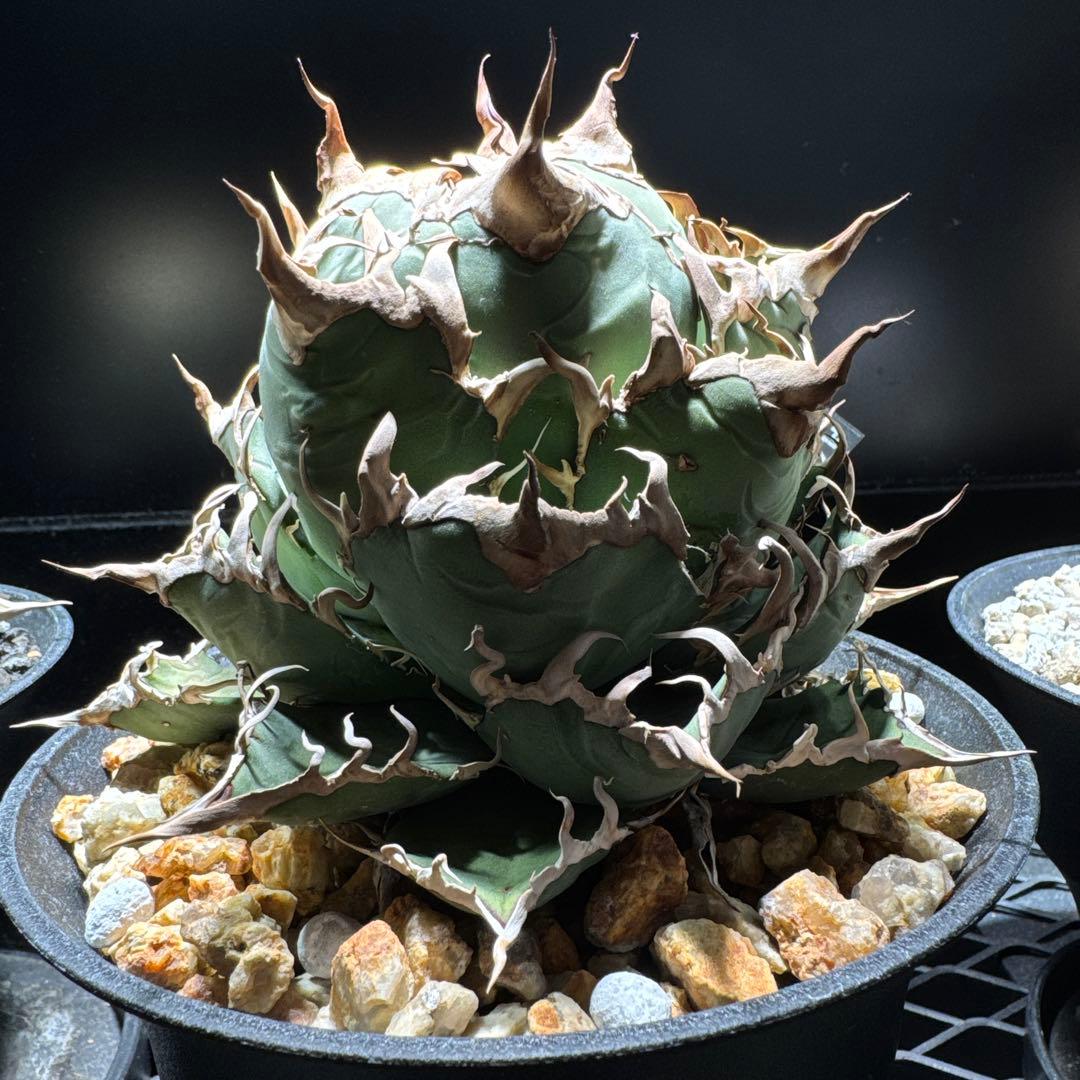 アガベ　オテロイ　オアハカ・ベイビーズ　チタノタ　シーザー　プランツレター