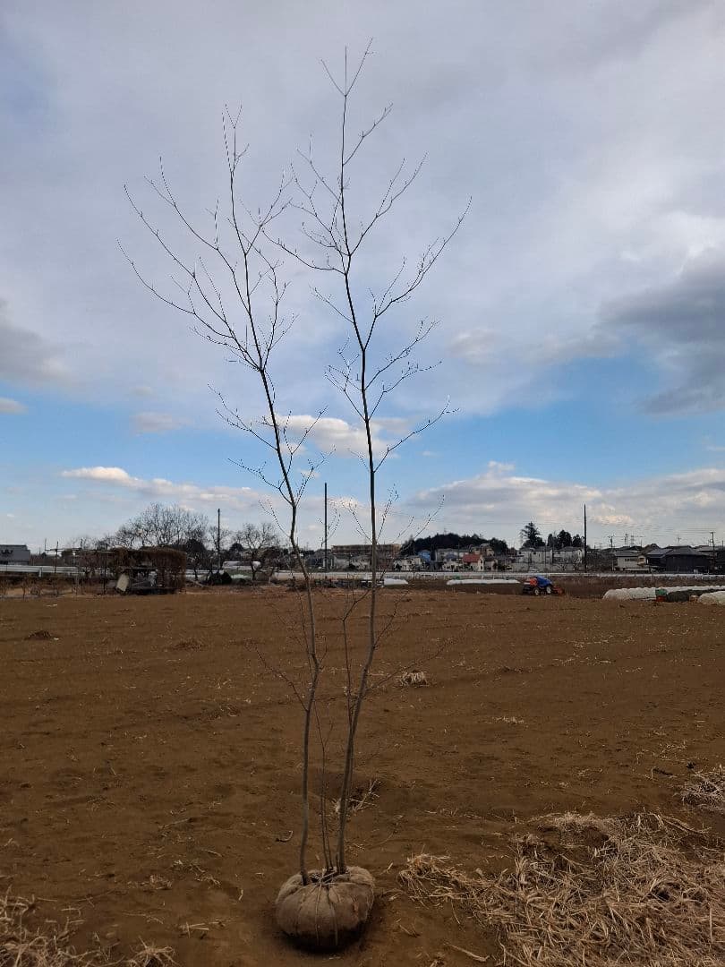 希少 サラサドウダンツツジ ーーアオダモ アオハダ モミジ 山彩りーー