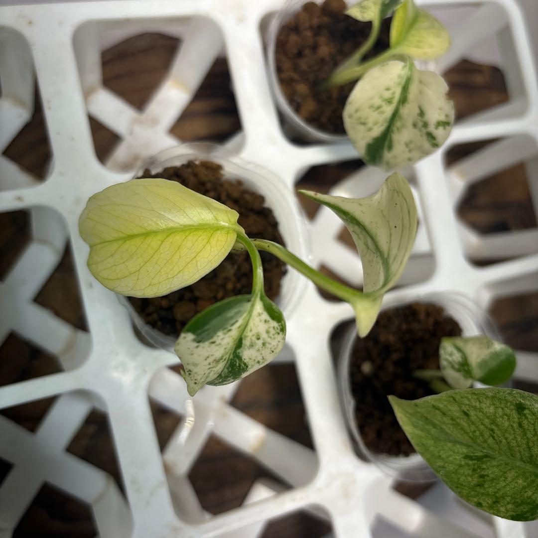 ち*え様 5株セットms33【特別選抜】ホワイトモンスター／天津蘭 モンステラ斑