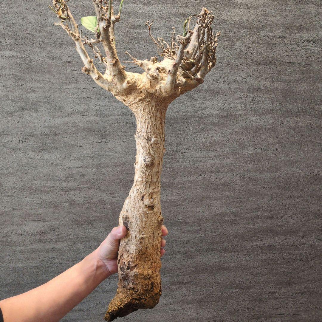 超特大 アダンソニア ディギタ バオバブ 塊根植物　パキプス　コーデックス