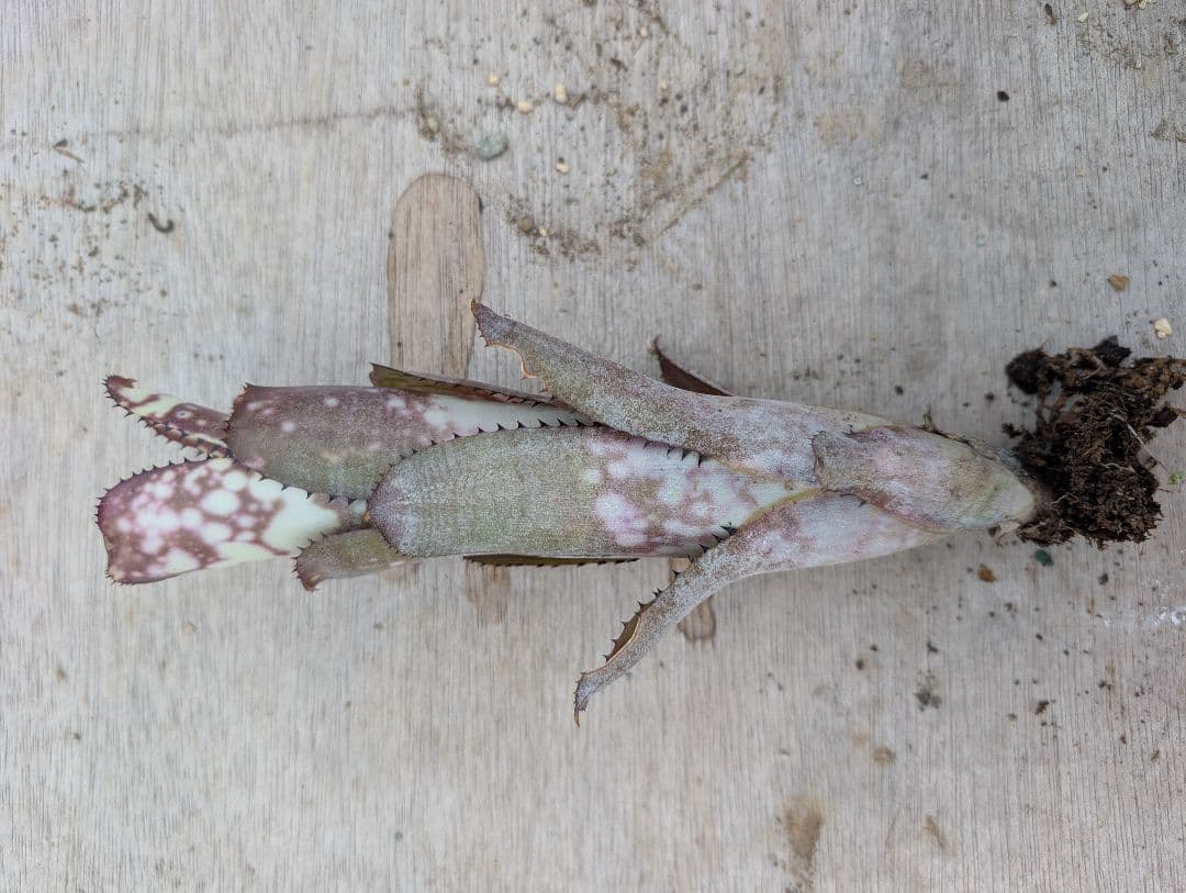 Billbergia ‘Fortuna‘ ブロメリア