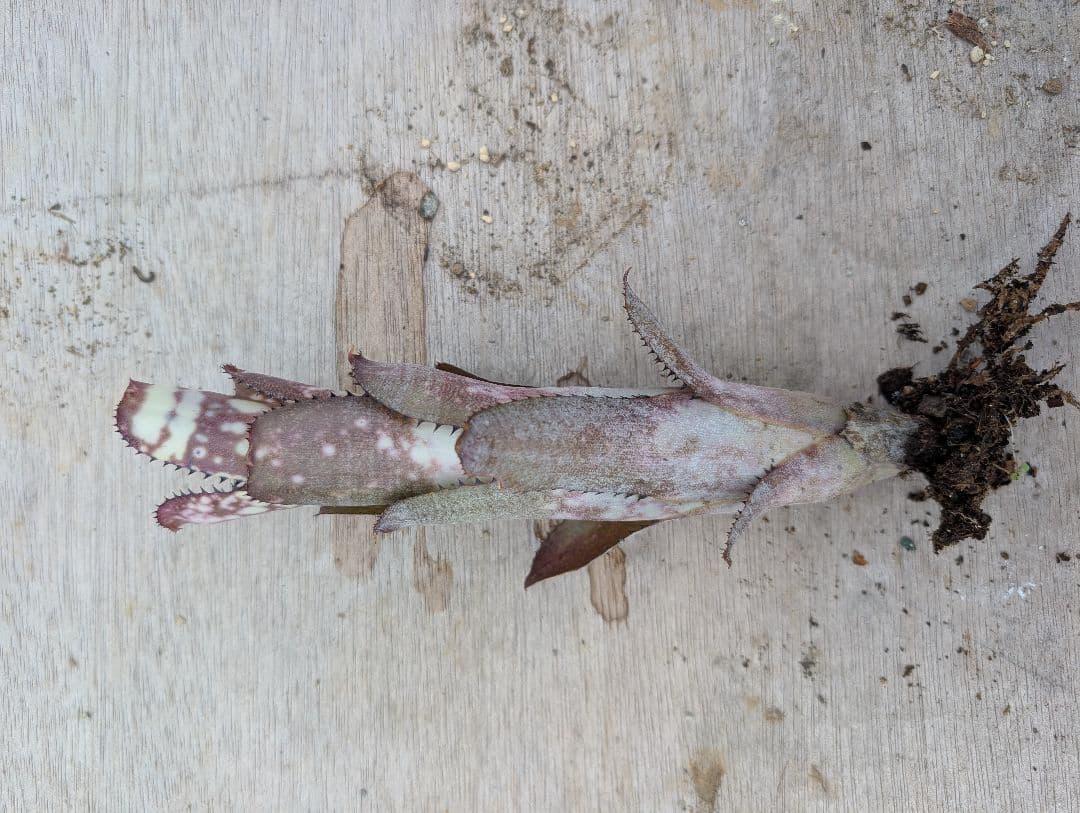 Billbergia ‘Fortuna‘ ブロメリア