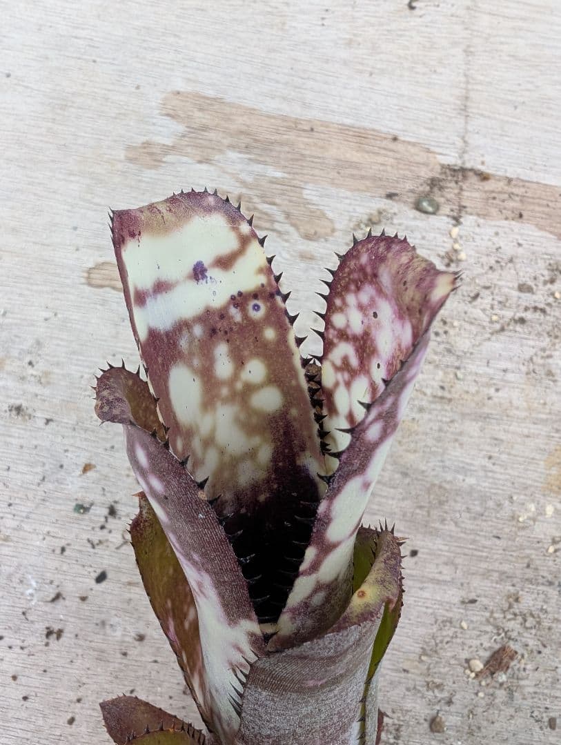Billbergia ‘Fortuna‘ ブロメリア