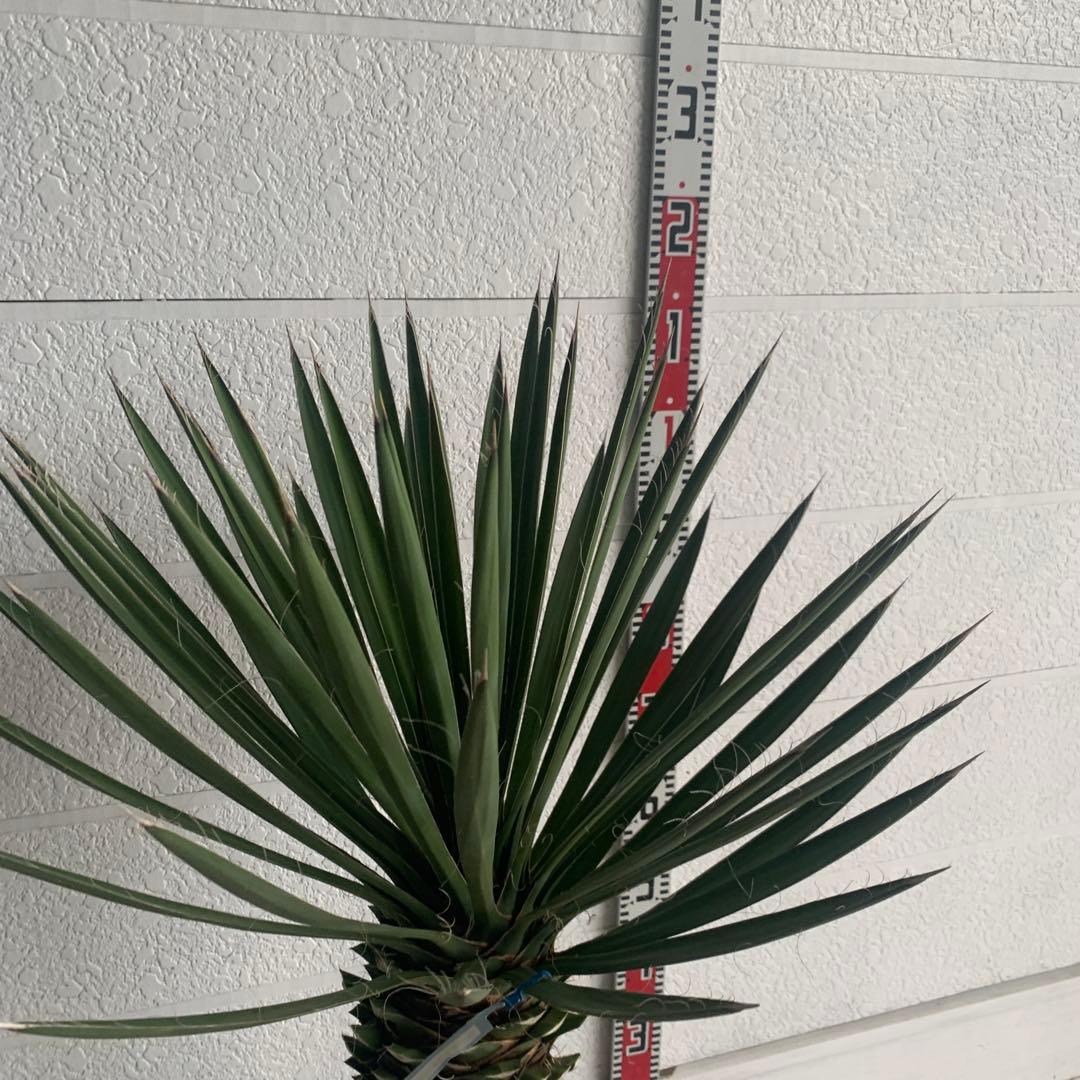 売り尽くしSALE ユッカ　フィリフェラ　大株　オーレア　幹太　95