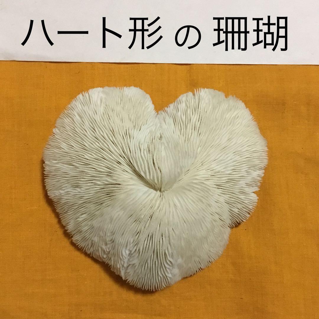 珊瑚の化石でしょうが、❤️なんです。