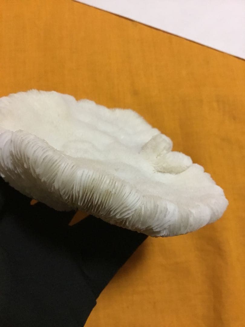 珊瑚の化石でしょうが、❤️なんです。