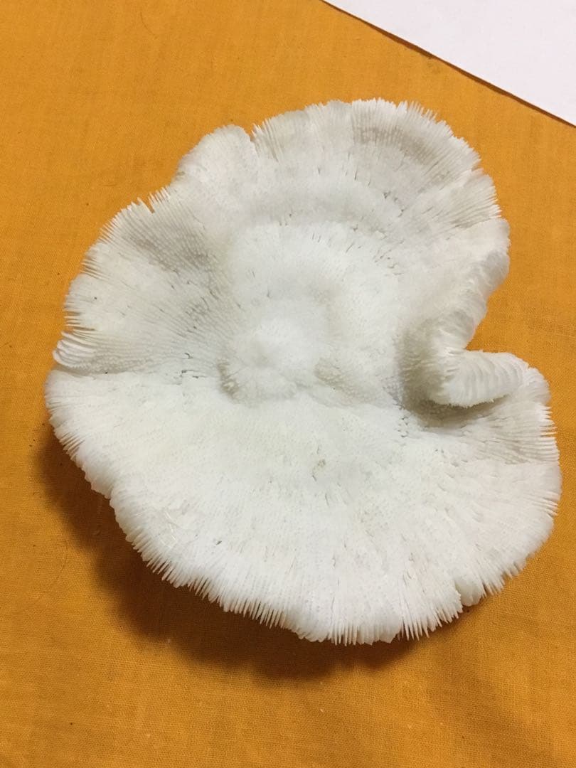 珊瑚の化石でしょうが、❤️なんです。