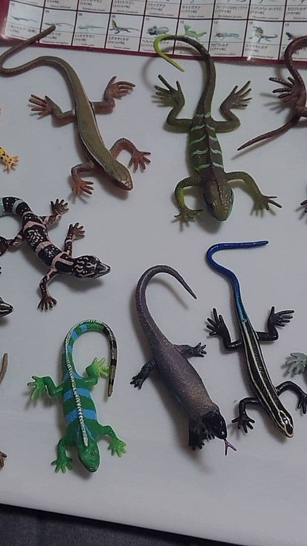 原色爬虫類トカゲ 図鑑　24体セット