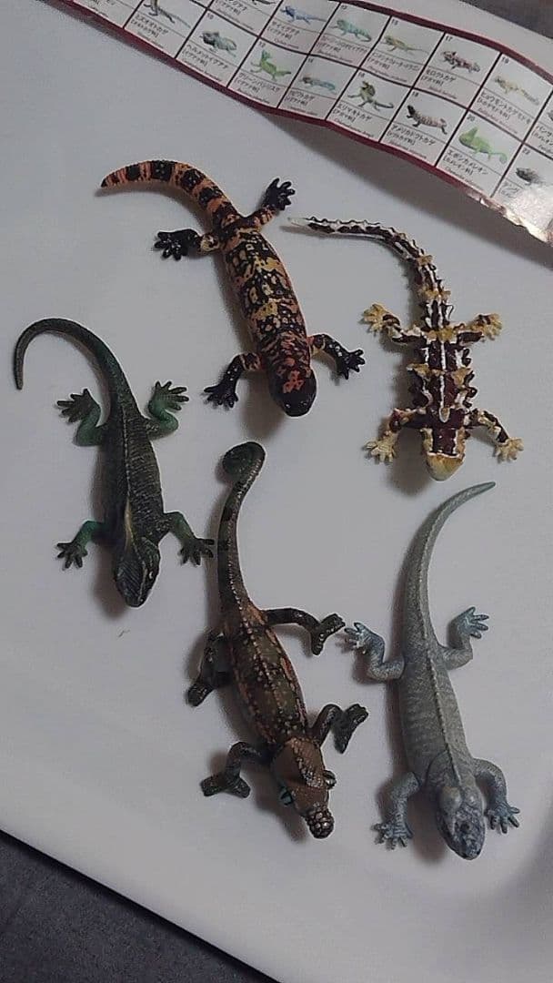 原色爬虫類トカゲ 図鑑　24体セット