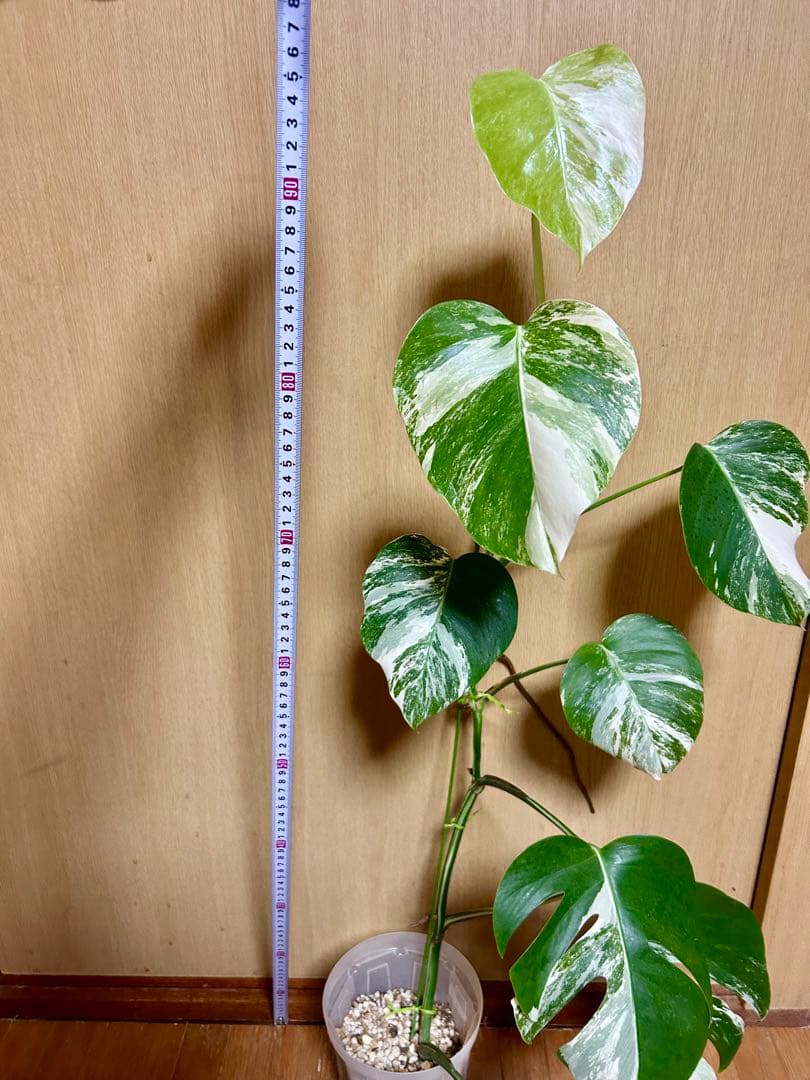 ⭐️斑入りモンステラ⭐️ ホワイトタイガー　全高　約100cm