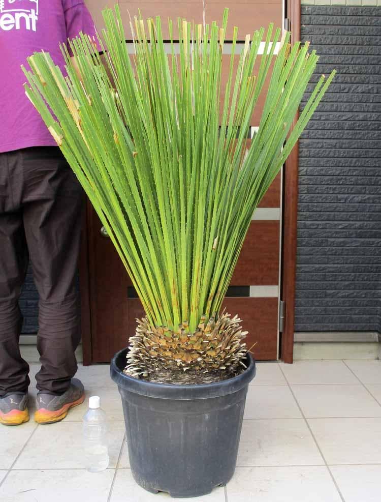 【現品】ダシリリオン・ミキワネンシス　大株　12号　5Ｆ番