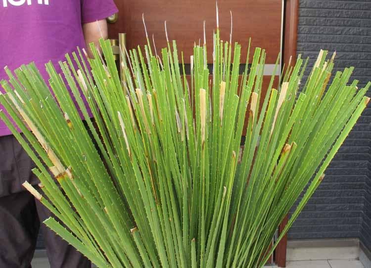 【現品】ダシリリオン・ミキワネンシス　大株　12号　5Ｆ番