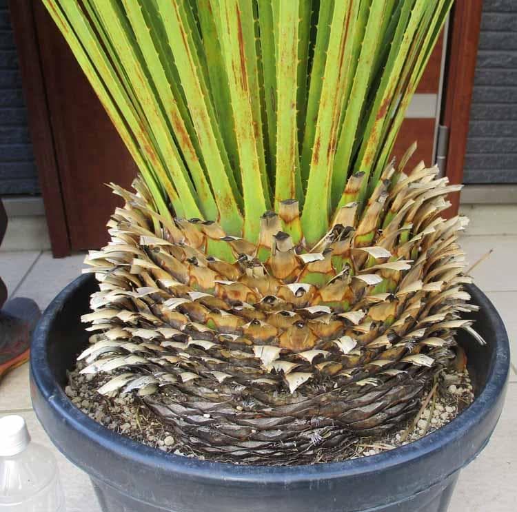 【現品】ダシリリオン・ミキワネンシス　大株　12号　5Ｆ番